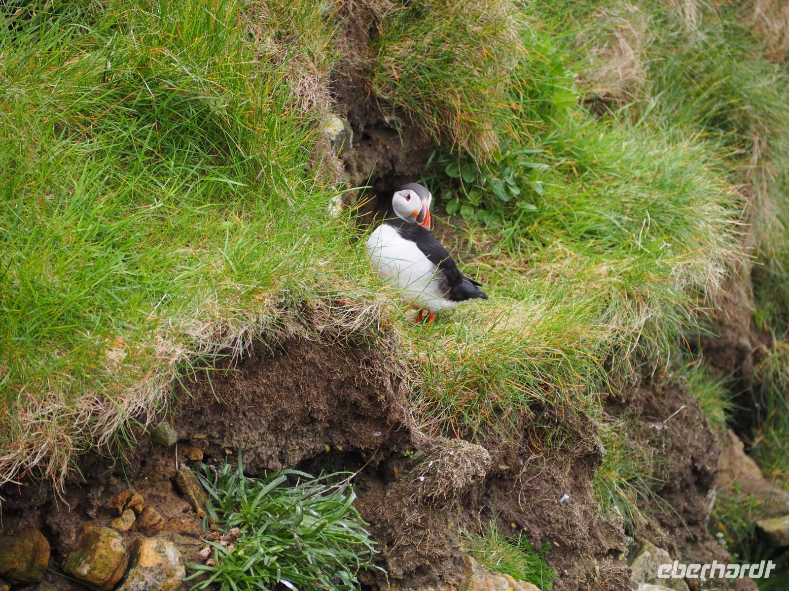 Papageientaucher am Sumburgh Head &ndash; &copy; Sinah Witzig (Eberhardt TRAVEL)