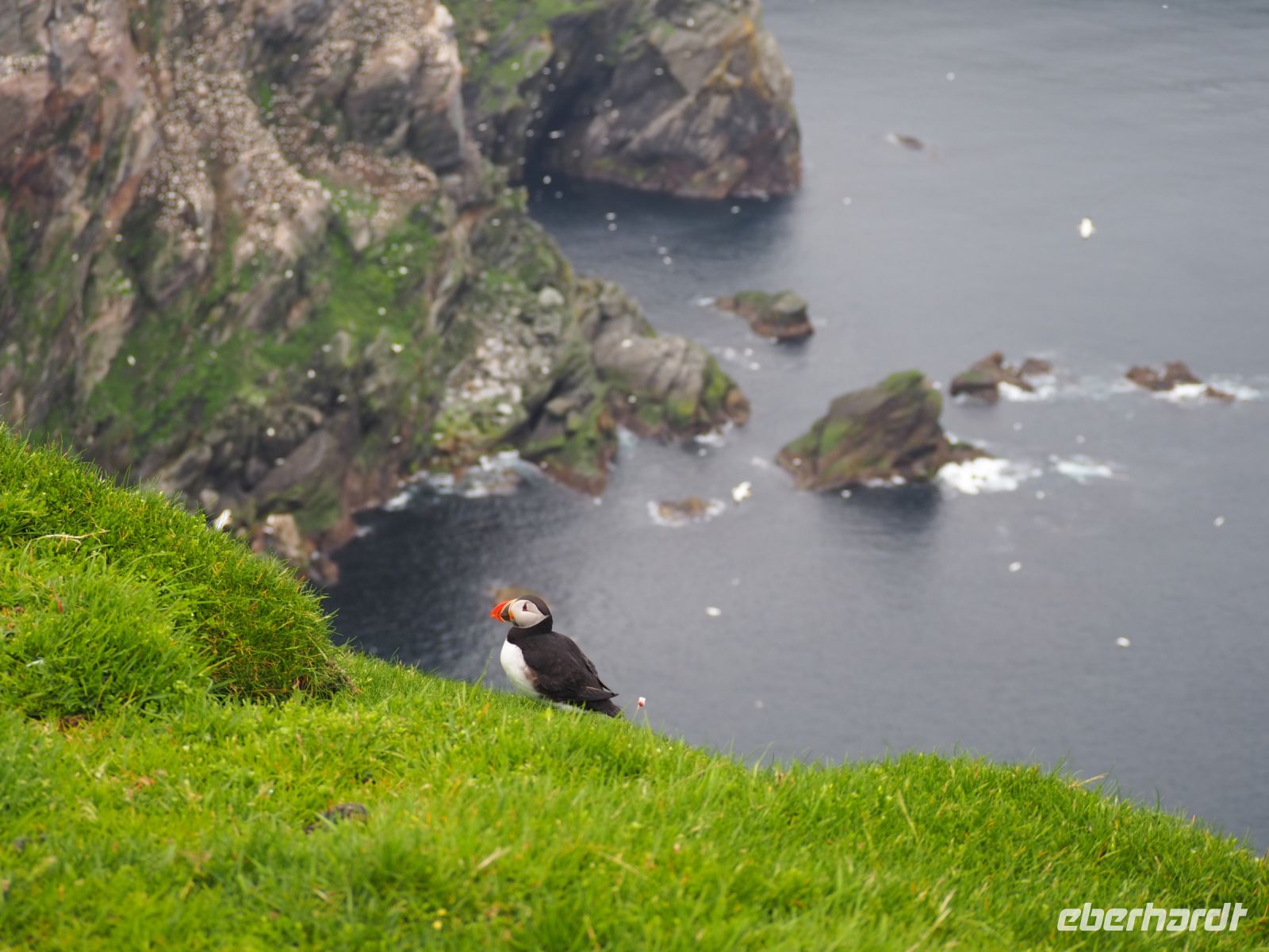 Papageientaucher im Hermaness National Nature Reserve &ndash; &copy; Sinah Witzig (Eberhardt TRAVEL)