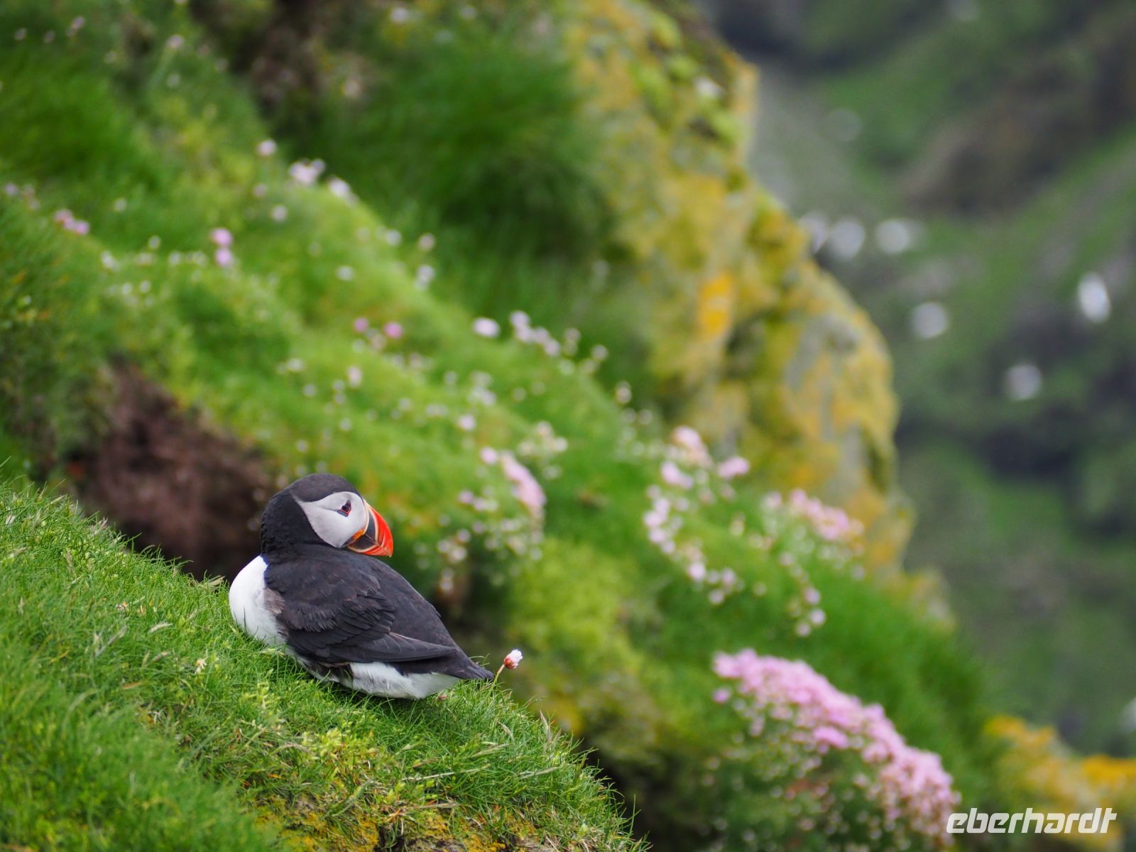 Papageientaucher im Hermaness National Nature Reserve &ndash; &copy; Sinah Witzig (Eberhardt TRAVEL)