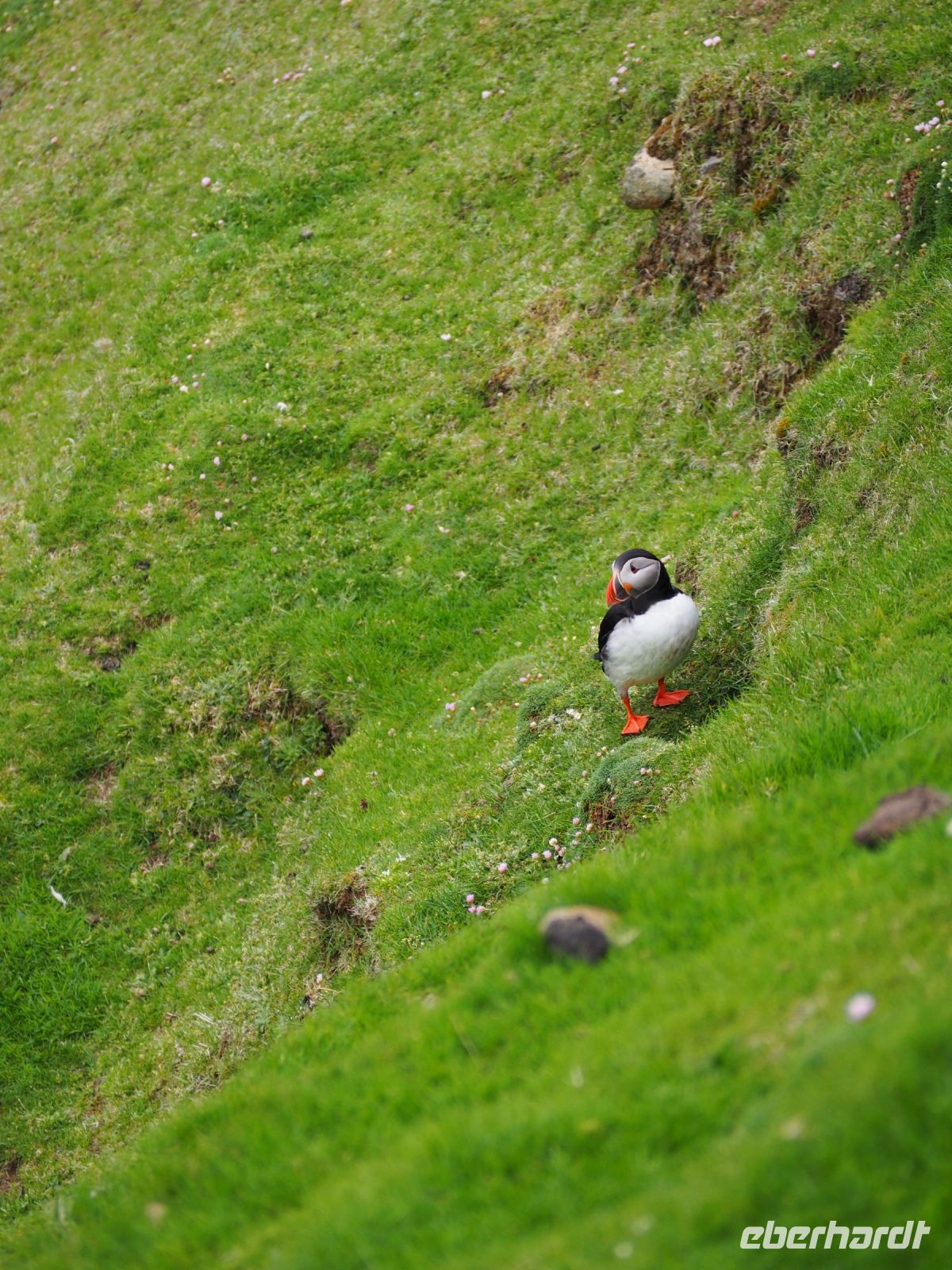 Papageientaucher im Hermaness National Nature Reserve &ndash; &copy; Sinah Witzig (Eberhardt TRAVEL)