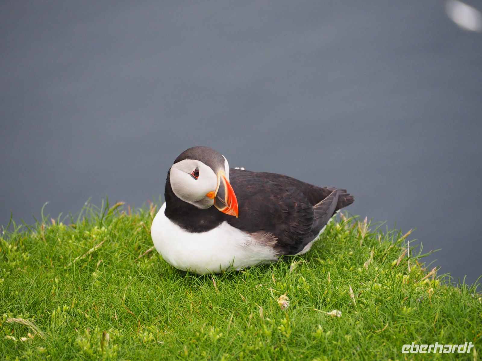 Papageientaucher im Hermaness National Nature Reserve &ndash; &copy; Sinah Witzig (Eberhardt TRAVEL)