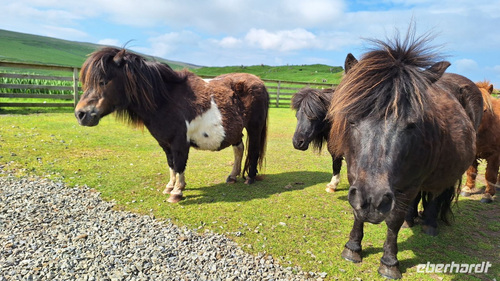 Shetland-Ponys &ndash; &copy; Sinah Witzig (Eberhardt TRAVEL)