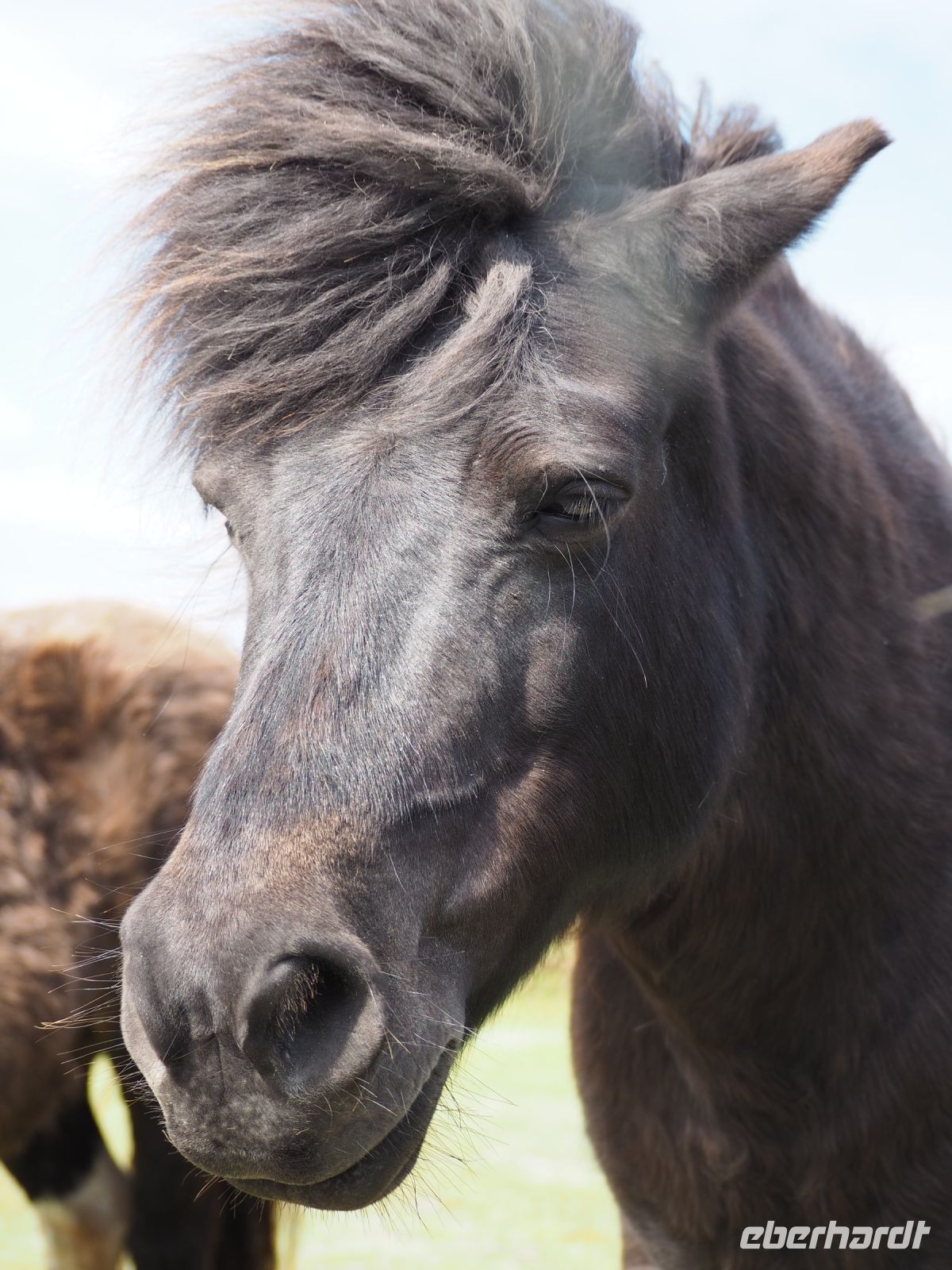 Shetland-Ponys &ndash; &copy; Sinah Witzig (Eberhardt TRAVEL)