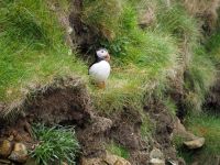 Papageientaucher am Sumburgh Head &ndash; &copy; Sinah Witzig (Eberhardt TRAVEL)