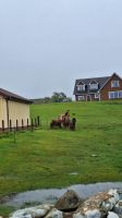 Neugierige Shetland-Ponys &ndash; &copy; Sinah Witzig (Eberhardt TRAVEL)