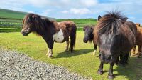Shetland-Ponys &ndash; &copy; Sinah Witzig (Eberhardt TRAVEL)