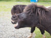 Shetland-Ponys &ndash; &copy; Sinah Witzig (Eberhardt TRAVEL)