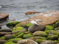 Basstölpel auf Noss &ndash; &copy; Sinah Witzig (Eberhardt TRAVEL)