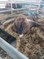 Cattle 01 Duchess &ndash; &copy; Frank Reininghaus (Eberhardt TRAVEL)