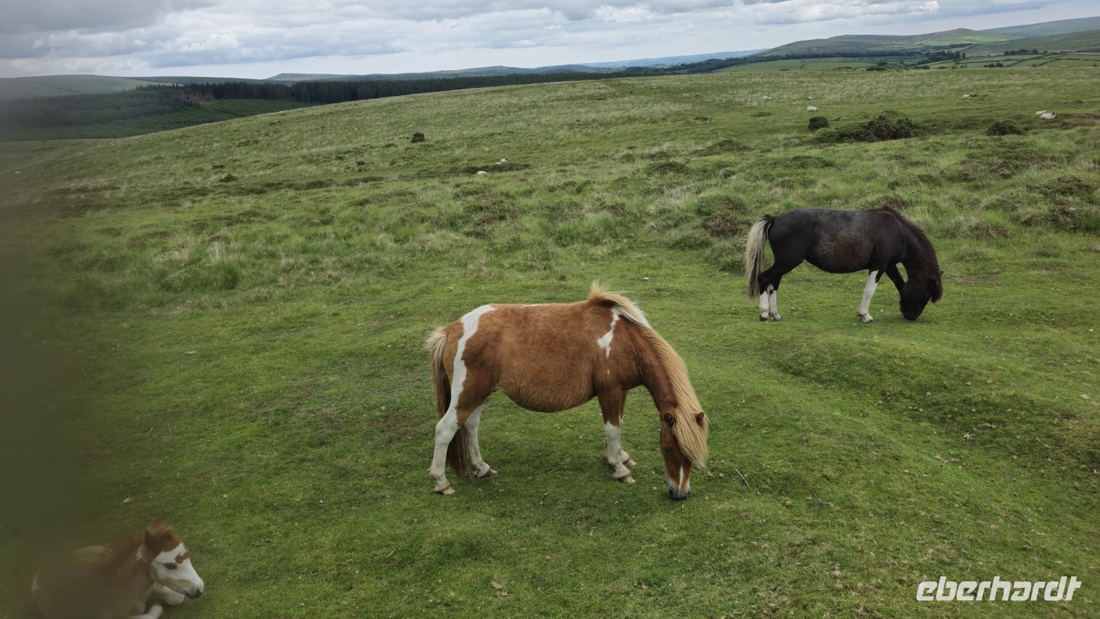 Noch mehr Dartmoor Ponys  &ndash; &copy; Marlies Thrum (Eberhardt TRAVEL)