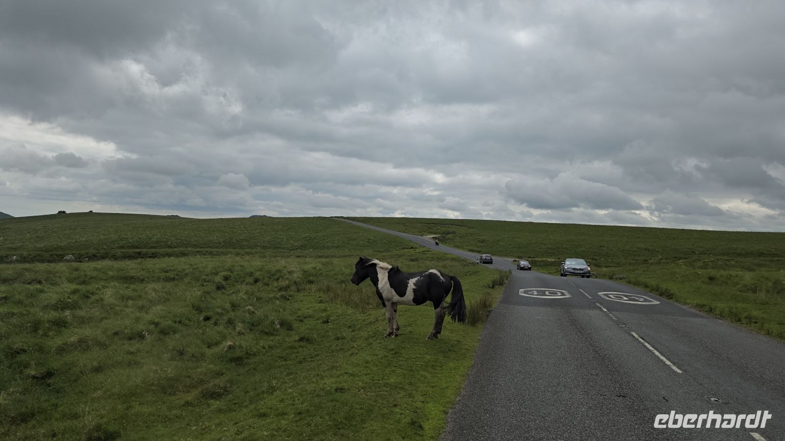 Dartmoor Ponys  &ndash; &copy; Marlies Thrum (Eberhardt TRAVEL)