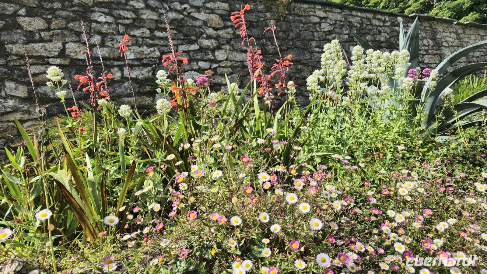 Trewidden Garden &ndash; &copy; Marlies Thrum (Eberhardt TRAVEL)