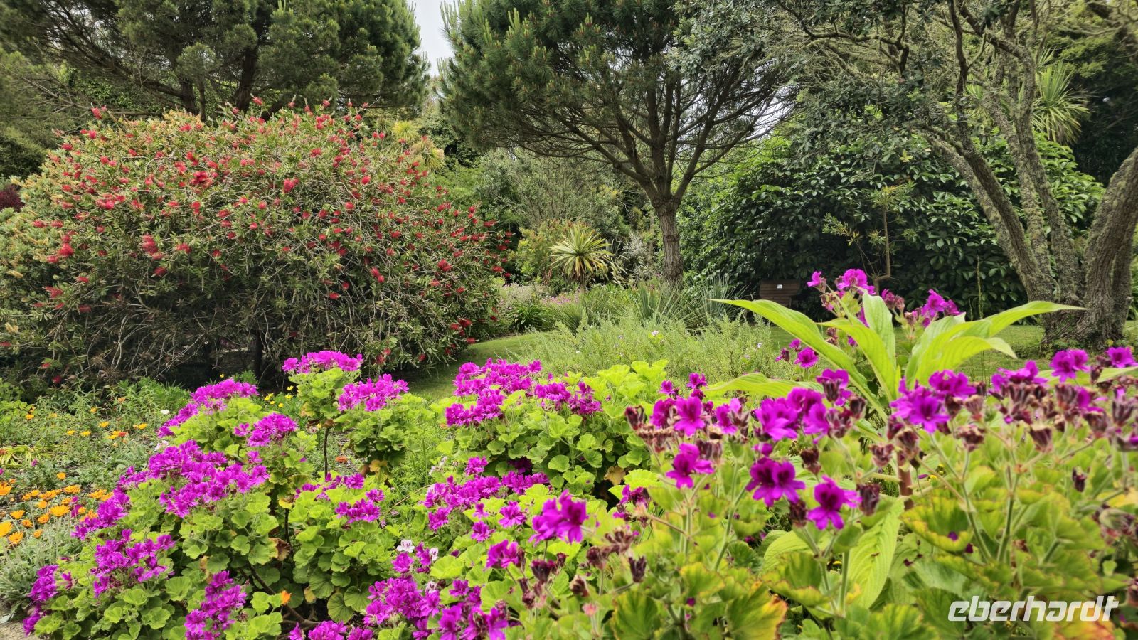 Tresco Abbeygardens &ndash; &copy; Marlies Thrum (Eberhardt TRAVEL)