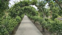 Lost Gardens of Heligan