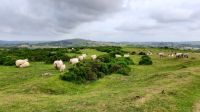 Dartmoor &ndash; &copy; Constanze Maißel (Eberhardt TRAVEL)