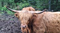 Highland Kuh &ndash; &copy; Sinah Witzig (Eberhardt TRAVEL)