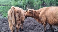 Highland Kuh &ndash; &copy; Sinah Witzig (Eberhardt TRAVEL)
