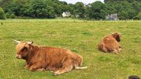 Highland Rinder &ndash; &copy; Sinah Witzig (Eberhardt TRAVEL)