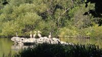 Pelikane im St. James's Park  &ndash; &copy; Marlies Thrum (Eberhardt TRAVEL)