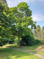 20240802 Arley Arboretum 03 &ndash; &copy; Frank Reininghaus (Eberhardt TRAVEL)