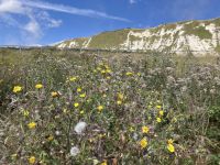 Südengland, Samphire Hoe &ndash; &copy; Sabine C. Seifert (Eberhardt TRAVEL)