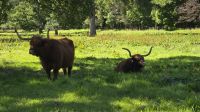 Highlander am Glamis Castle &ndash; &copy; Marlies Thrum (Eberhardt TRAVEL)