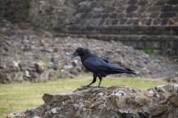 The raven in the Tower - die Raben im Tower &ndash; &copy; Andreas Böcker (Eberhardt TRAVEL)