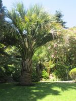 Lamorran Garten &ndash; &copy; Heike Heinen (Eberhardt TRAVEL)