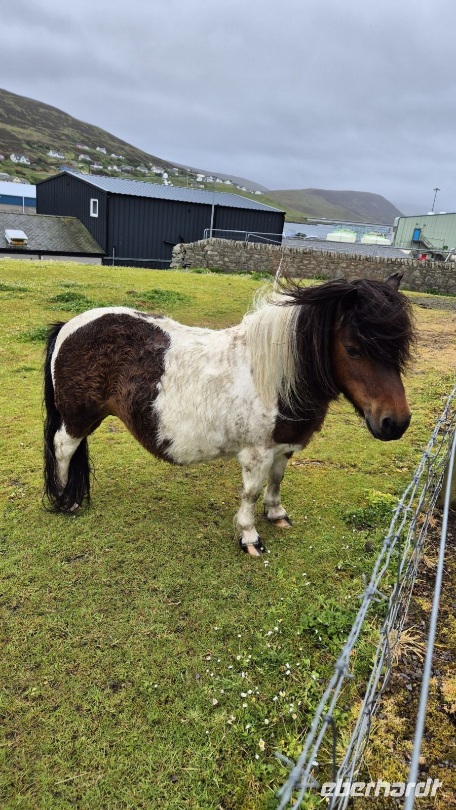 Shetland Pony &ndash; &copy; Sinah Witzig (Eberhardt TRAVEL)