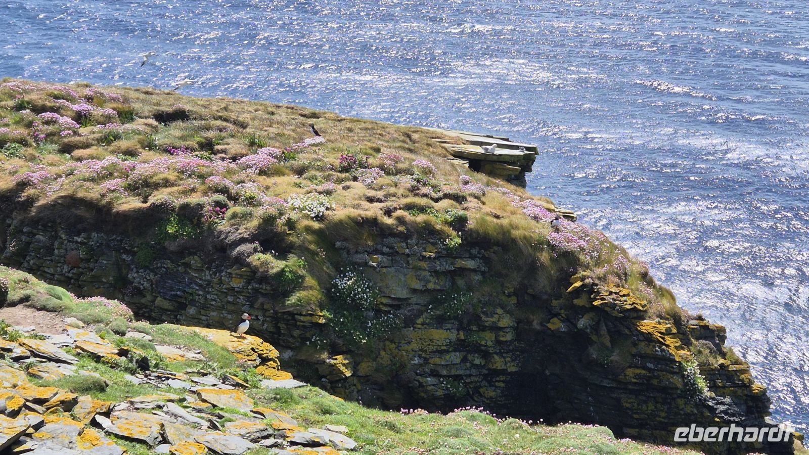 Noss National Nature Reserve &ndash; &copy; Sinah Witzig (Eberhardt TRAVEL)