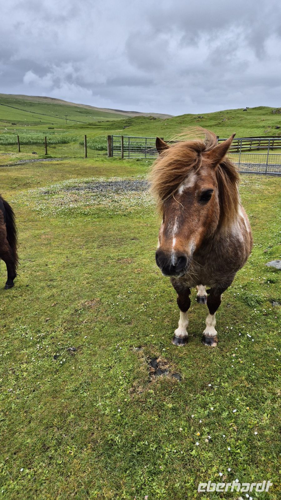 Shetland Pony &ndash; &copy; Sinah Witzig (Eberhardt TRAVEL)