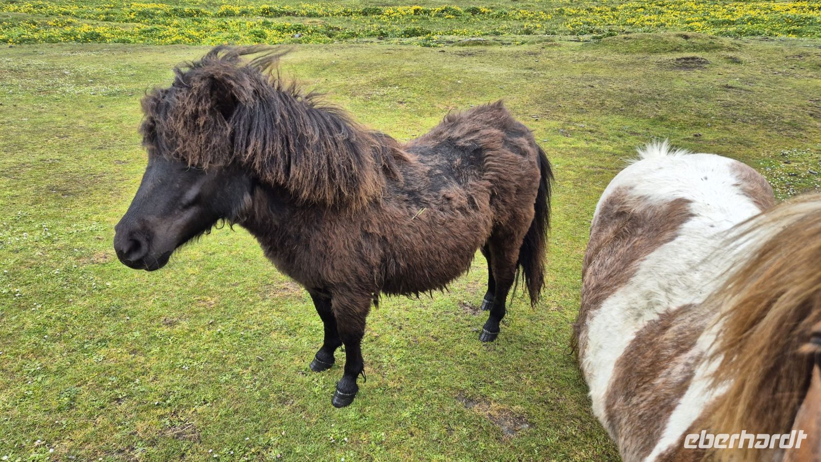 Shetland Pony Taylor Swift &ndash; &copy; Sinah Witzig (Eberhardt TRAVEL)