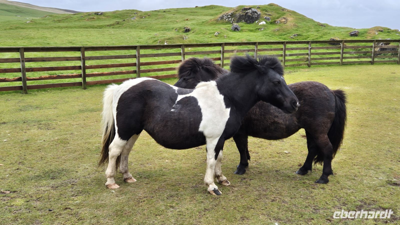 Shetland Ponies &ndash; &copy; Sinah Witzig (Eberhardt TRAVEL)