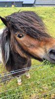 Shetland Pony &ndash; &copy; Sinah Witzig (Eberhardt TRAVEL)