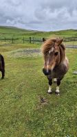 Shetland Pony &ndash; &copy; Sinah Witzig (Eberhardt TRAVEL)