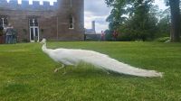 166 - Scone Palace &ndash; &copy; Vivien Fiedler (Eberhardt TRAVEL)