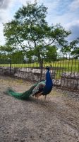 169 - Scone Palace &ndash; &copy; Vivien Fiedler (Eberhardt TRAVEL)