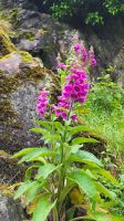 024 - Dumbarton Castle &ndash; &copy; Vivien Fiedler (Eberhardt TRAVEL)