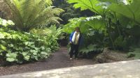 Lost Gardens of Heligan- unter den Gunnera &ndash; &copy; Marlies Thrum (Eberhardt TRAVEL)