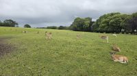 Rotwildherde des Prideaux Place &ndash; &copy; Marlies Thrum (Eberhardt TRAVEL)