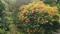 Trewidden Garden &ndash; &copy; Marlies Thrum (Eberhardt TRAVEL)
