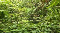 Dschungel im Eden Project &ndash; &copy; Marlies Thrum (Eberhardt TRAVEL)