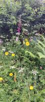 Fauna im Dartmoor