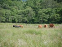 Highland Cattle  &ndash; &copy; Andreas Böcker (Eberhardt TRAVEL)