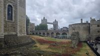 Mohnblüten im Tower of London  &ndash; &copy; Marlies Thrum (Eberhardt TRAVEL)