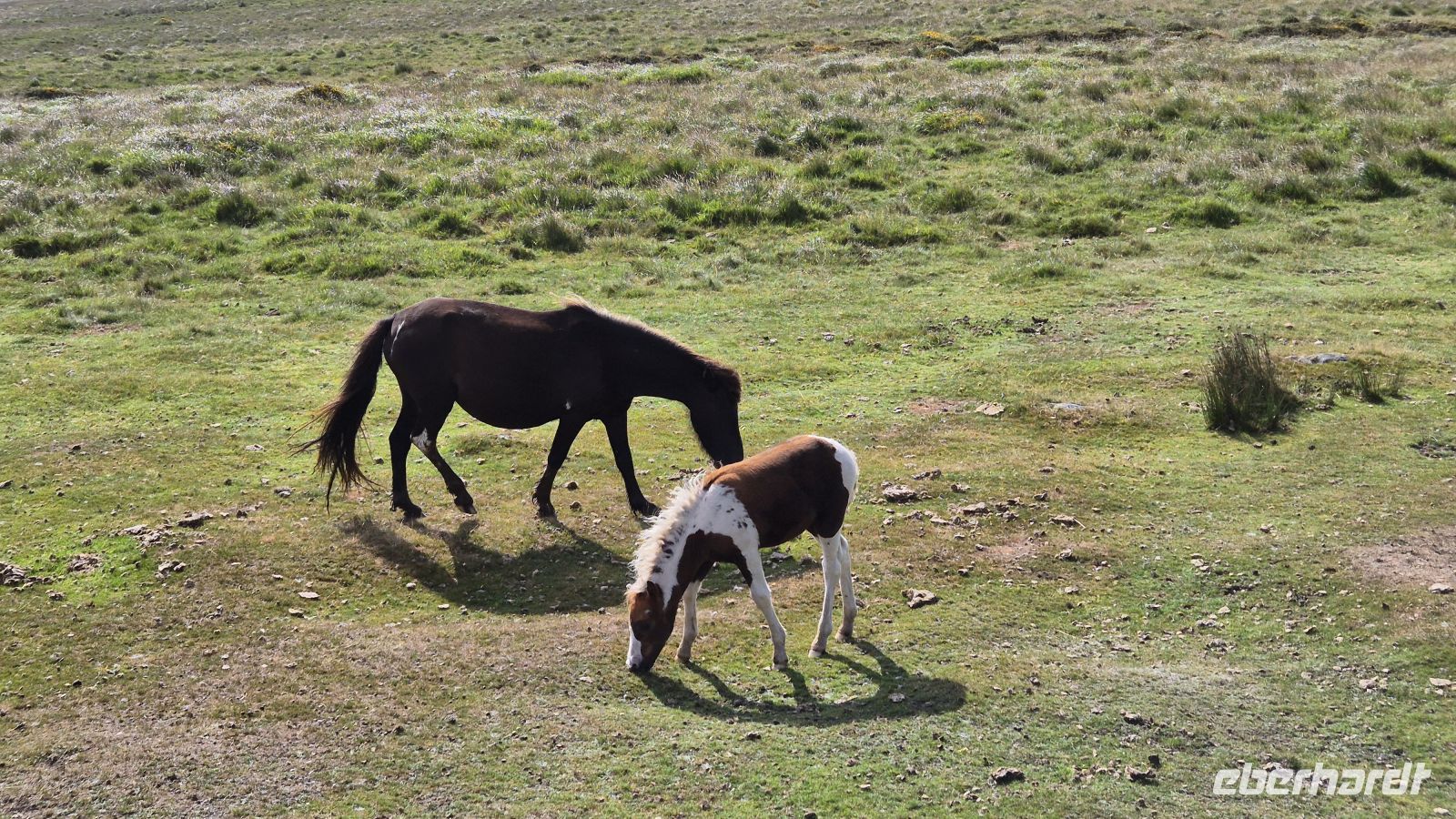 Dartmoor &ndash; &copy; Sinah Witzig (Eberhardt TRAVEL)