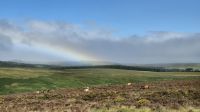 Dartmoor &ndash; &copy; Sinah Witzig (Eberhardt TRAVEL)