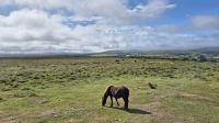 Dartmoor &ndash; &copy; Sinah Witzig (Eberhardt TRAVEL)