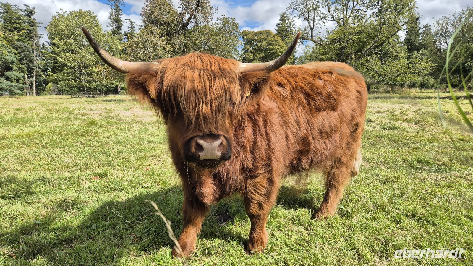 Highland Rind &ndash; &copy; Sinah Witzig (Eberhardt TRAVEL)