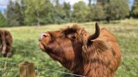 Highland Rind &ndash; &copy; Sinah Witzig (Eberhardt TRAVEL)